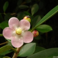 Clusia rosea Jacq.